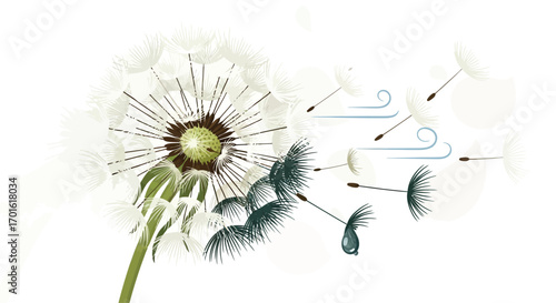 Dandelion seeds blowing in the wind on a white background.