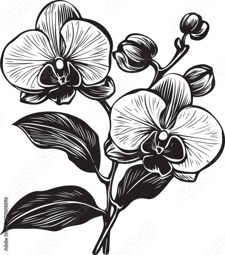 Orchid Flower Silhouette Vector Bundle | Floral Clipart Set

Botanical Orchid SVG PNG EPS JPG | Floral Line Art Collection

Orchid Flower Outline Vector Pack | Decorative Floral Graphics