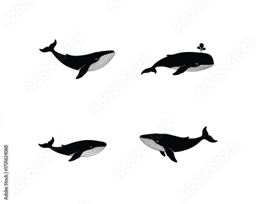 Four distinct black and white illustrations of humpback whales in various swimming poses against a clean white background