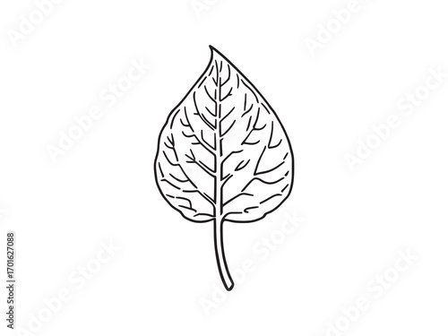 Curry Leaf Fresh Aromatic Herb Delight