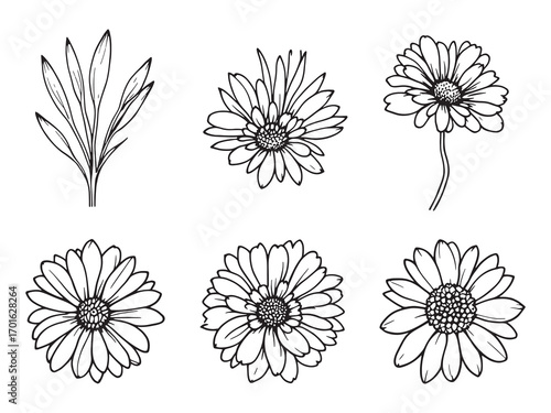 Daisy Wildflowers Growing Along Country Path