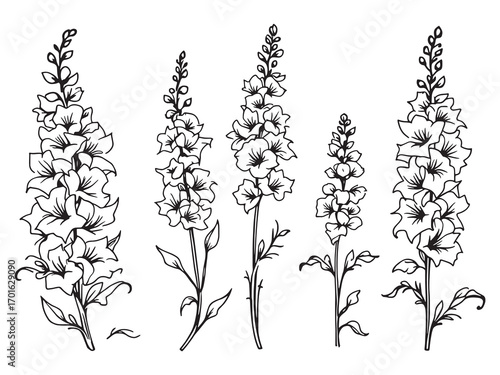 Delphinium tall stems reaching for sky