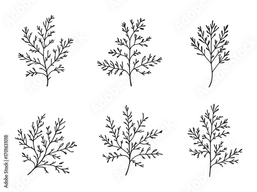 Dill Leaf Green Leaves Healthy Seasoning