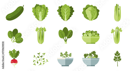 Fresh green vegetables collection featuring cucumber, lettuce, spinach, celery, and herbs