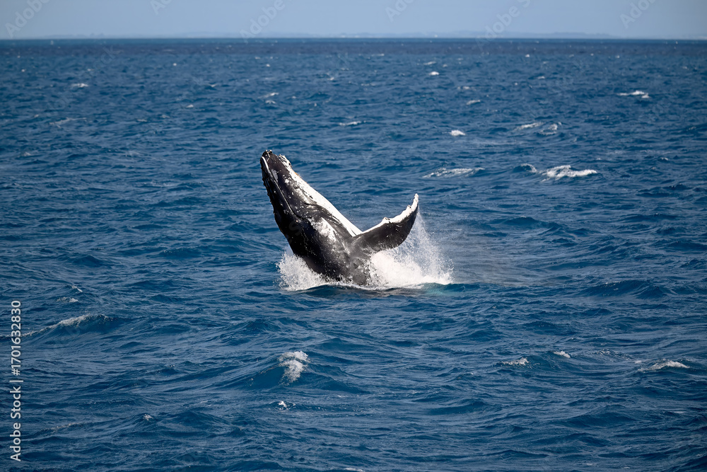 Fototapeta premium Humpback whale breaching, Hervey Bay, Queensland Australia, marine wildlife, tourism tourist attraction travel destination