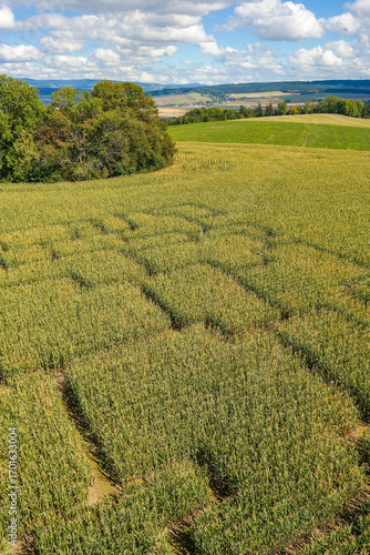 Canvastavla A labyrinth of corn