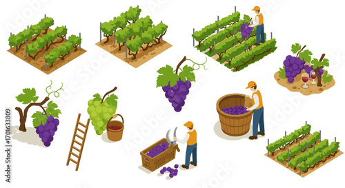 Isometric vineyard harvest scenes with workers and grapes