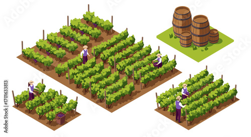 Isometric vineyard scene with workers and barrels in lush green rows