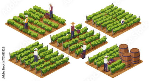 Isometric vineyard harvest scene with farmers and grape baskets