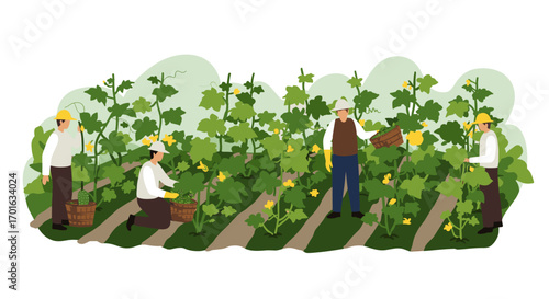 Flat design farmers harvesting grapes in vineyard with lush green foliage