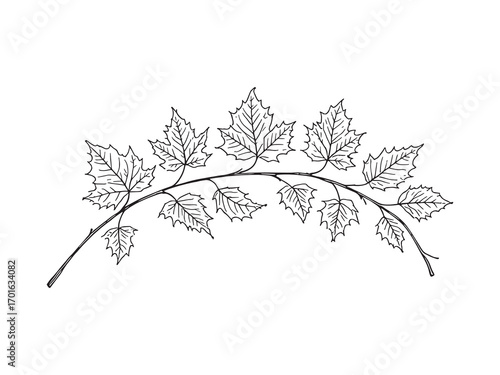 Elm Leaf Green Fresh Garden Nature