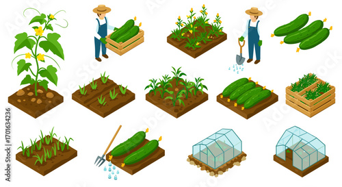 Isometric farming collection: cucumber growth and gardening process