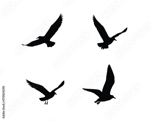 Four silhouettes of seagulls in flight against a white background showcasing different wing positions and dynamic movement