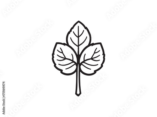 Mint Leaf Fresh Green Herb Illustration