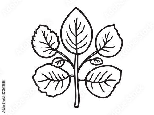 Moringa Leaf Boosts Natural Health Energy