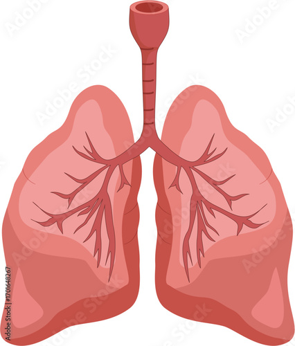 human lugs anatomy
