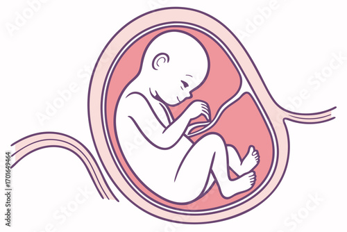 Human Fetus Developing Inside Uterus.