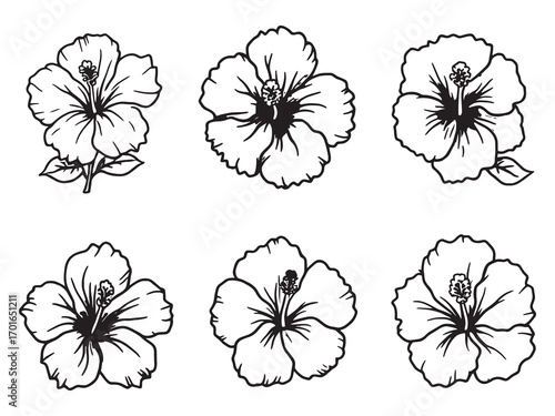 Hibiscus Tropical Charm Enhances Summer Days