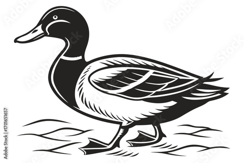 Stylized Black and White Mallard Duck Illustration.