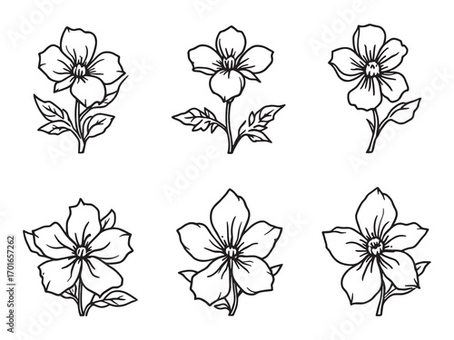 Jasmine flowers whisper secrets of nature