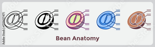 Bean Anatomy