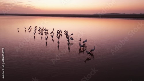 Migratory bird scene in Poyang Lake, Jiangxi Province