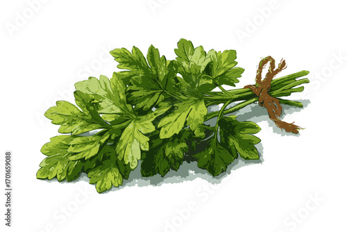 Parsley herb bunch tied with string, depicted in realistic graphic style on a white background, concept of natural seasoning and cooking