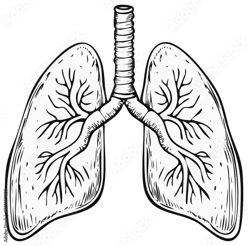 Human respiratory system anatomical illustration showing internal organs and bronchial tubes medical biology drawing