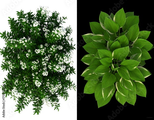 Two plant top views, light and dark backgrounds