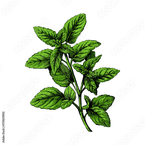 Fresh green mint plant with detailed leaves, hand-drawn sketch style on clean white background, concept of herbs and nature freshness