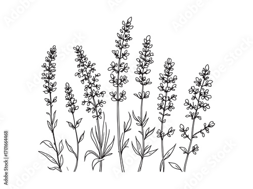 Lavender Flower Radiates Fragrant Natural Charm