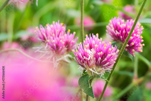 Fireworks Amaranth, scientific name Gomphrena pulchella L., has pale pink-purple flowers blooming in the garden.