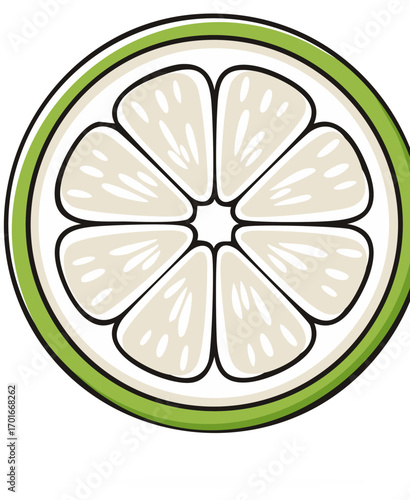 Vibrant green lime slice with juicy segments and white pith and rind illustration