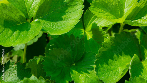 Lush emerald strawberry leaves bask in golden sunlight, whispering secrets of Earth Day renewal and ancient Gaelic Bealtaine rituals