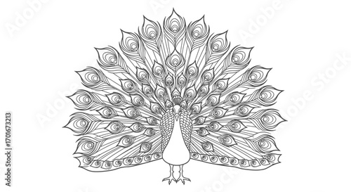 Line drawing of a peacock with its tail feathers fully displayed on white.