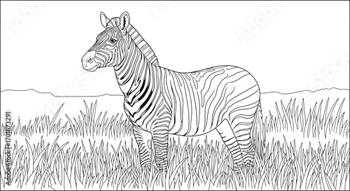 Zebra standing in tall grass black and white line art illustration.