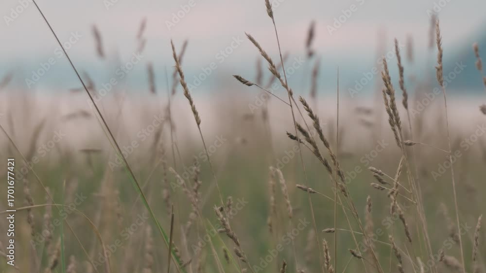 入江の岬のシルエットを背景に揺れる枯草の穂