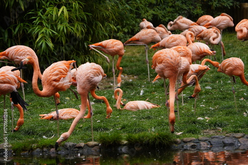 The American flamingo (Phoenicopterus ruber) is a large species of flamingo native to the West Indies, northern South America (including the Galápagos Islands) and the Yucatan Peninsula. Walsrode Bird
