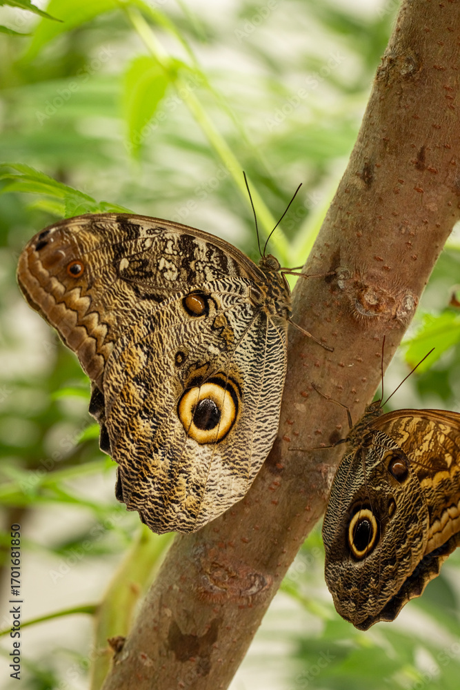 Fototapeta premium Unique butterfly Morpho peleides in exotic forest in summer.