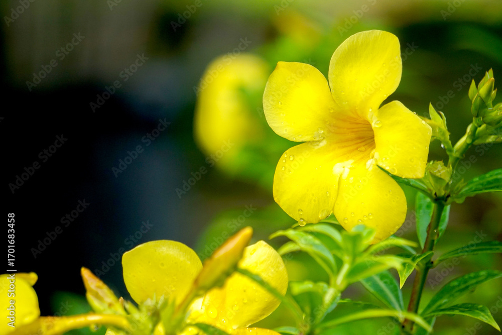 Fototapeta premium Fresh yellow flowers background of Allamanda, Common allamanda, Golden trumpet, Yellow bell (Allamanda Cathartica), green leaves and other blossom blur background.