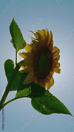 Vertical shot of a vibrant sunflower with green leaves backlit by sunlight against a clear blue sky