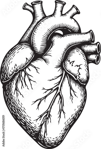 Anatomical Heart Sketch: A detailed black and white anatomical illustration of the human heart, showcasing its intricate structure and conveying the beauty of human anatomy.