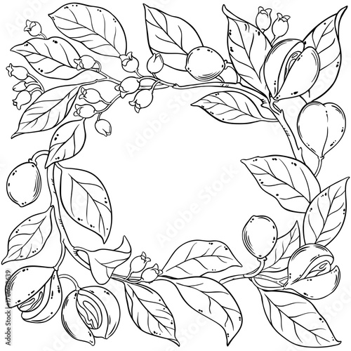 Nutmeg Branch with Flowers, Nuts and Leaves Outline Frame. Organic natural nutritional healthy food ingredient, vegetarian diet product. Vector isolated for design or decoration.