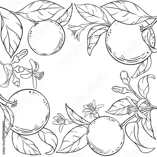 Orange Branch with Flowers, Fruits and Leaves Outline Frame. Organic natural nutritional healthy food ingredient, vegetarian diet product. Vector isolated for design or decoration.