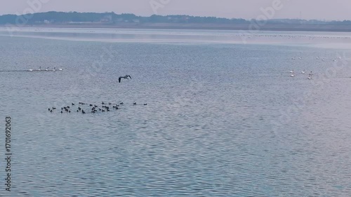 Migratory bird scene in Poyang Lake, Jiangxi Province