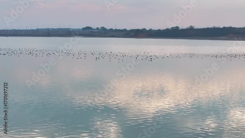 Migratory bird scene in Poyang Lake, Jiangxi Province