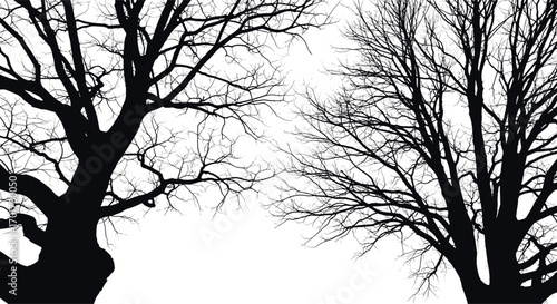 Bare tree branches silhouetted against a white sky creating an ethereal winter landscape texture