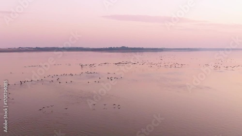 Migratory bird scene in Poyang Lake, Jiangxi Province
