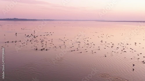 Migratory bird scene in Poyang Lake, Jiangxi Province