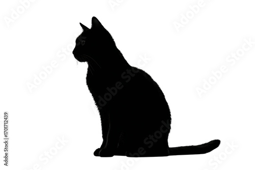 A black cat is sitting on a white background. The cat is looking at the camera with its eyes wide open. The image has a mysterious and curious mood, as if the cat is waiting for something or someone